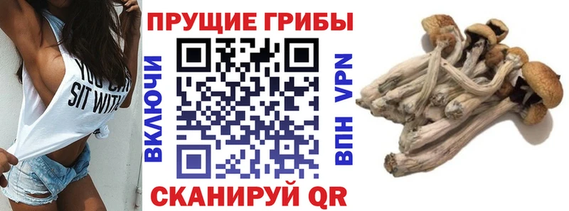 Галлюциногенные грибы Psilocybine cubensis  Купить  Киржач 